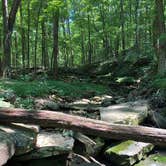 Review photo of Redbud Campground at Bell Smith Springs by Artem  I., July 11, 2019