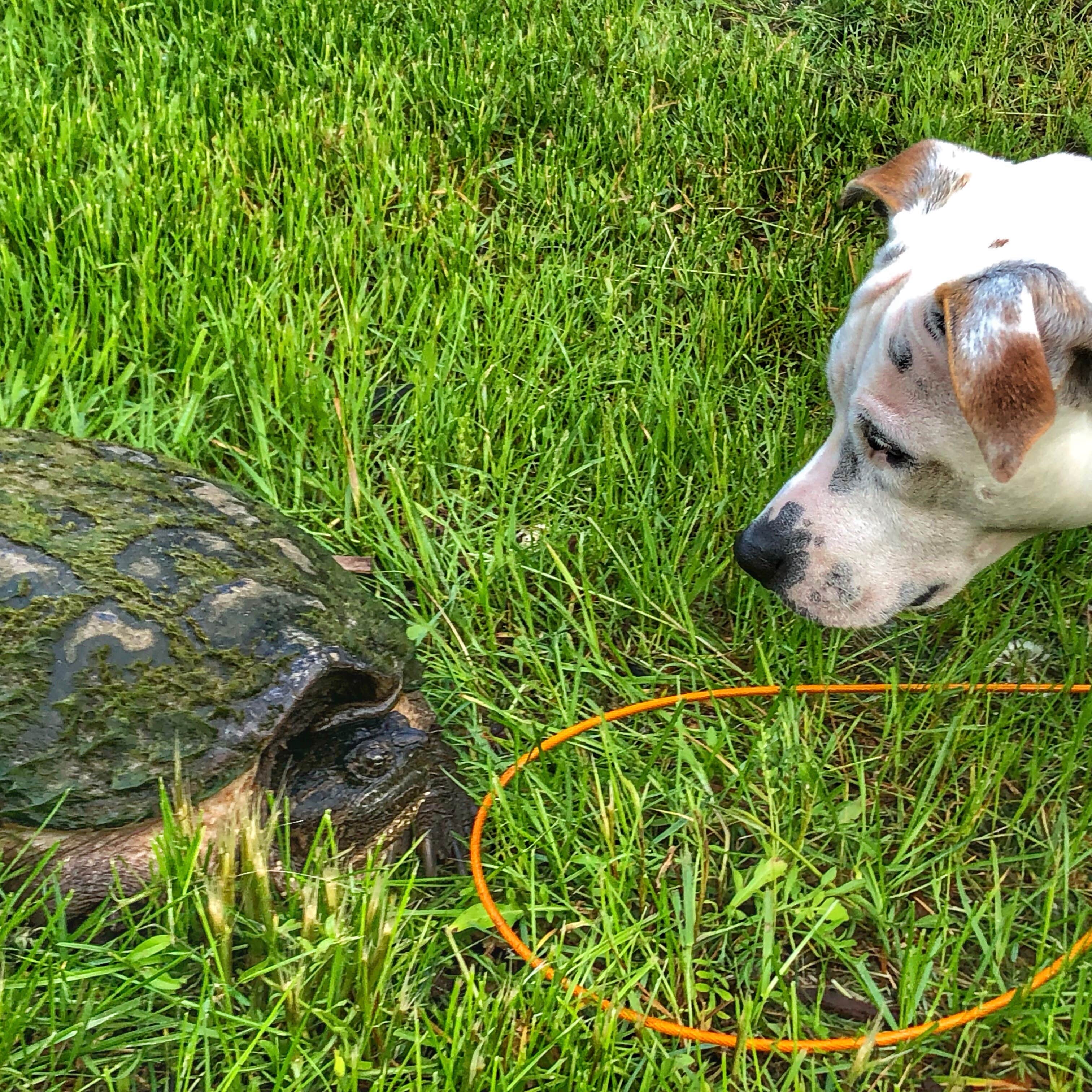 Dickie H.'s photo of camping with pets at Cookson Lake Campground near Manistique, MI