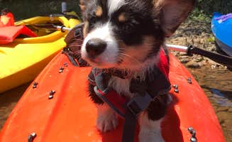 Emily G.'s photo of camping with pets at Buffalo Bud’s Kayaks, Canoes & Campground near Lawrenceburg, TN