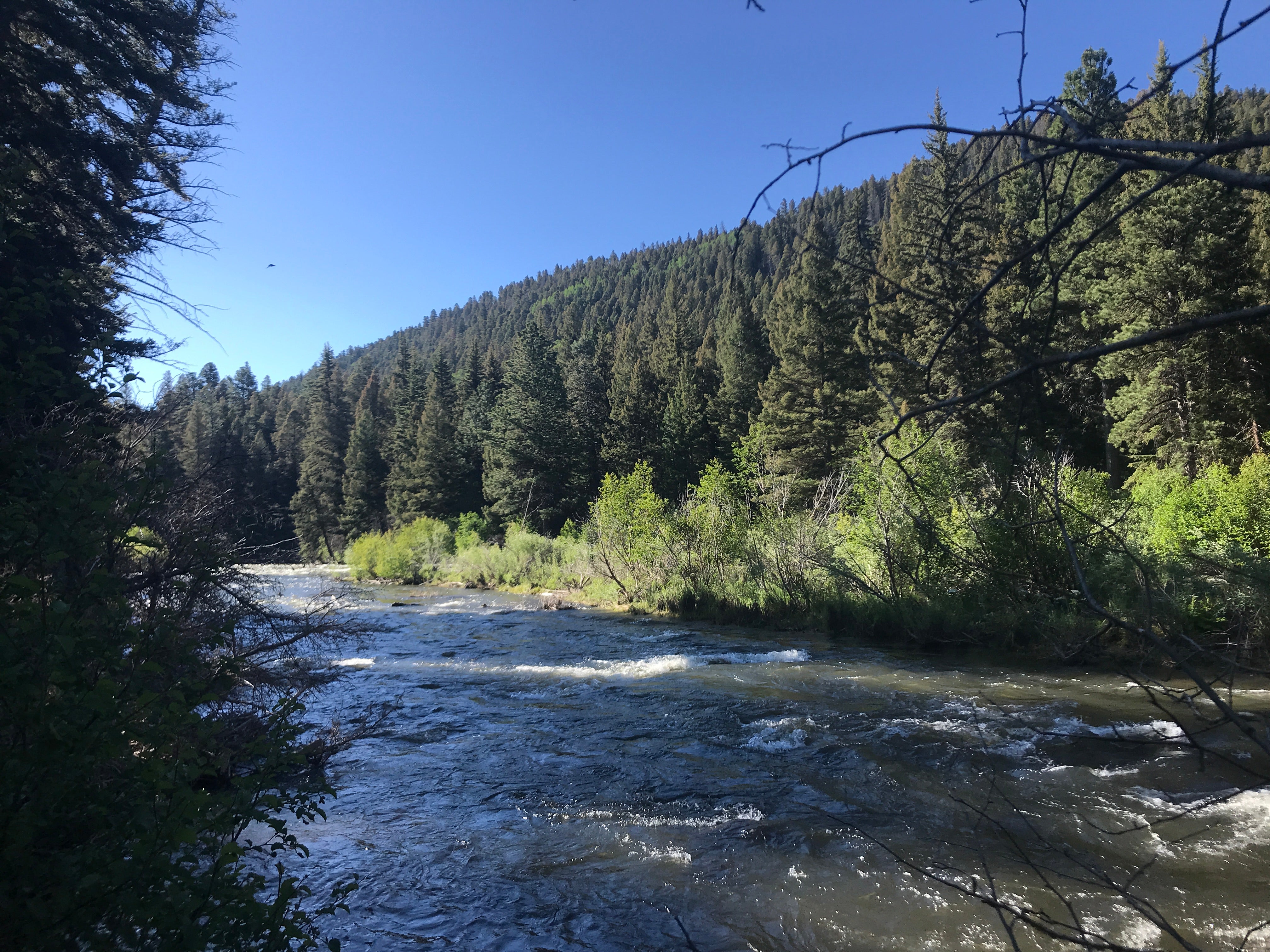 Camper submitted image from Aspen Glade (rio Grande National Forest, Co) - 3