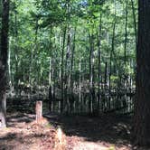 Review photo of Santee State Park--Lakeshore Campground by Kara’s  C., July 12, 2019