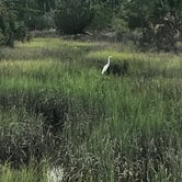 Review photo of Skidaway Island State Park Campground by Kara’s  C., July 12, 2019