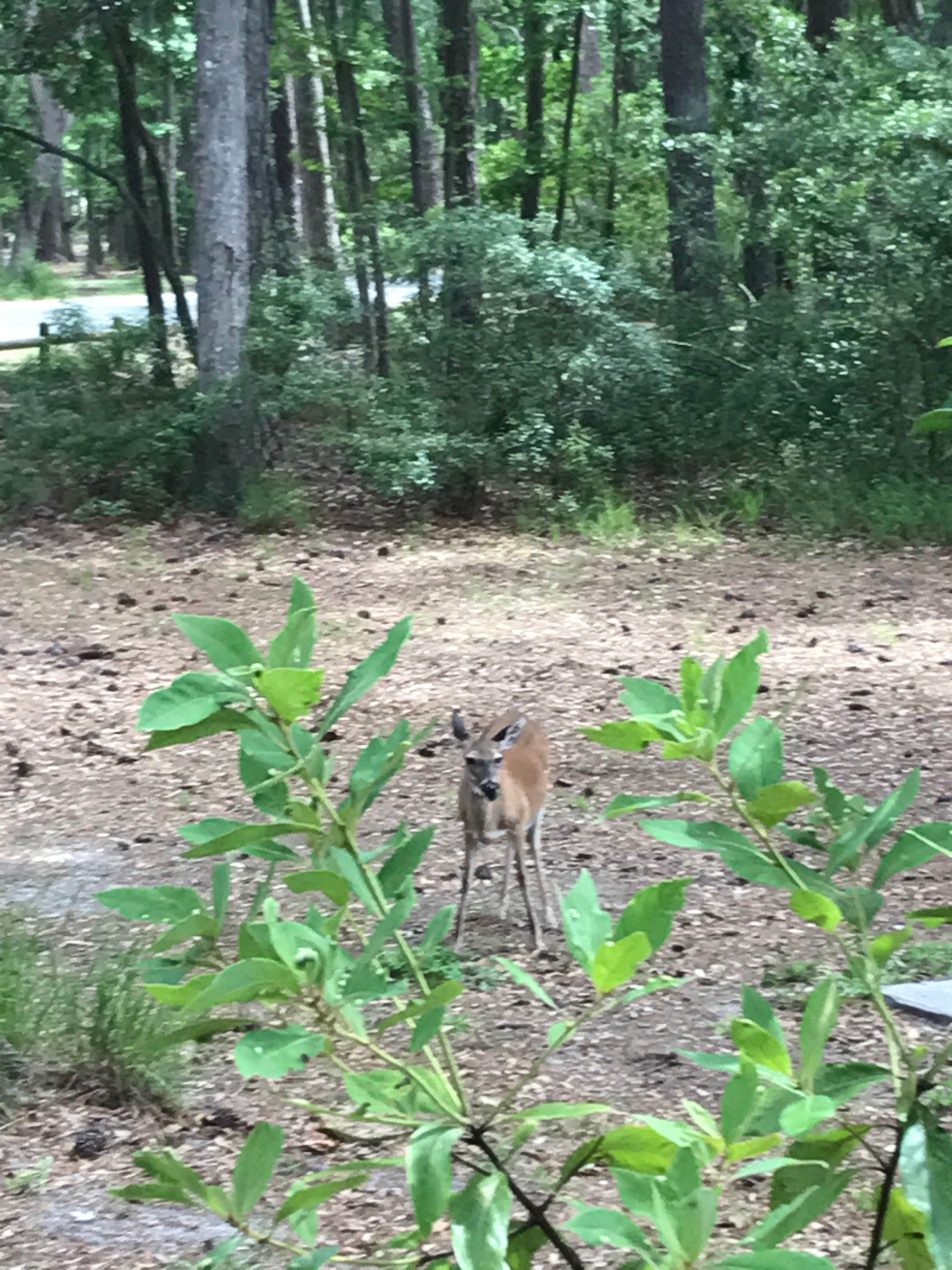 Kara’s  C.'s photo of camping with pets at Skidaway Island State Park Campground near Hardeeville, SC