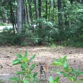 Review photo of Skidaway Island State Park Campground by Kara’s  C., July 12, 2019