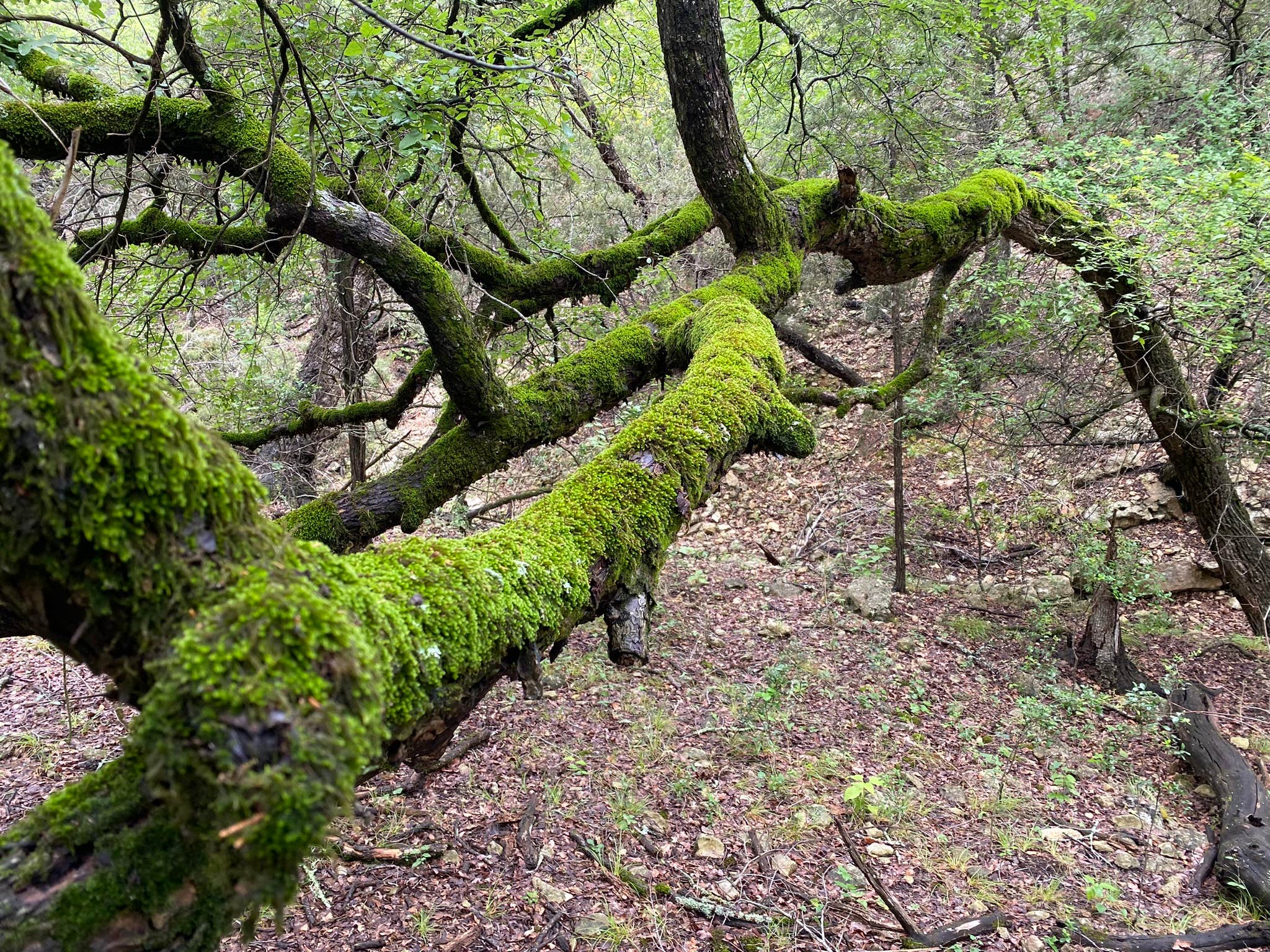 Camper-submitted photo at Desperado Resort near Boerne, TX
