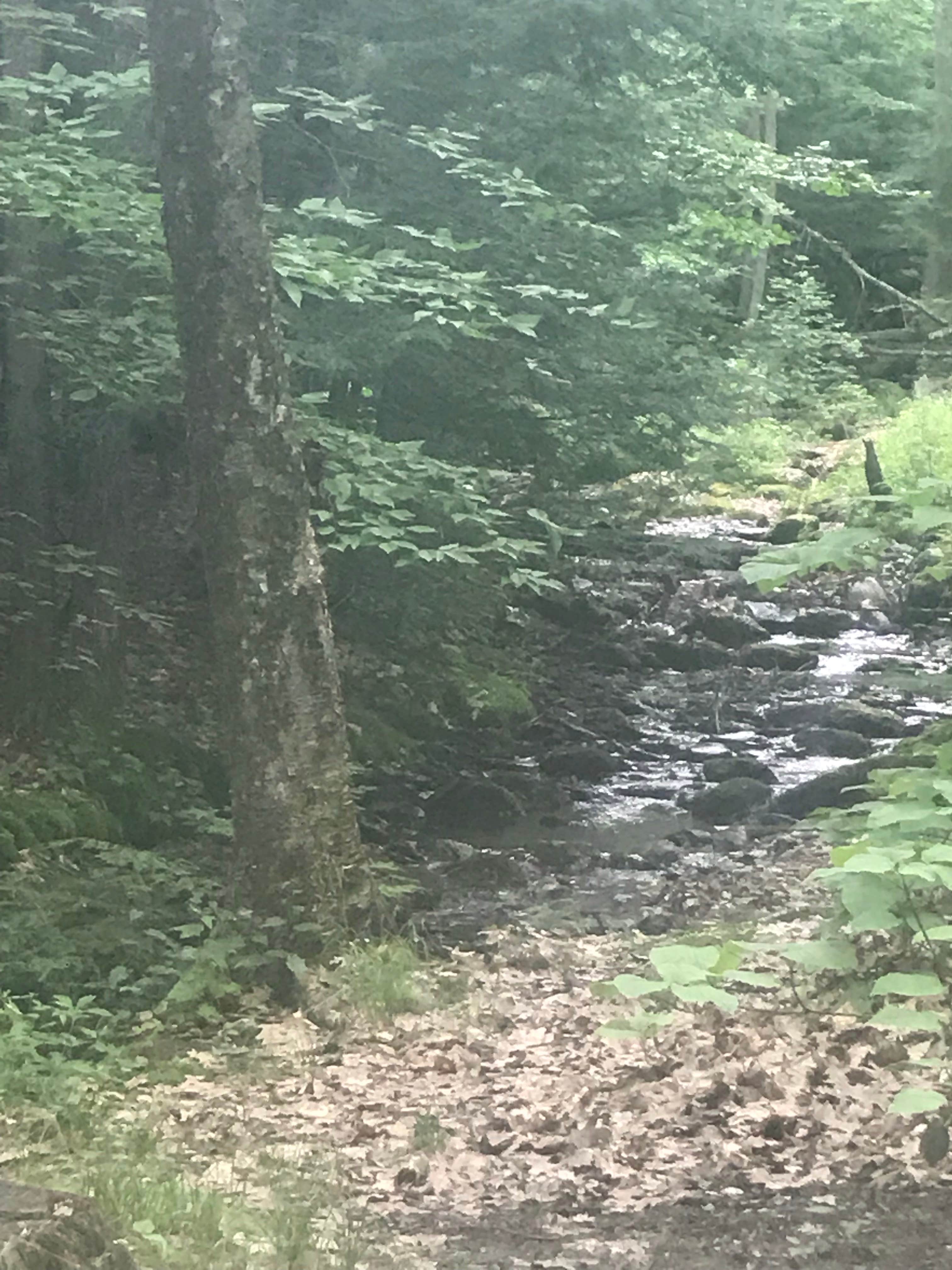 Camper submitted image from Pittsfield State Forest - 3