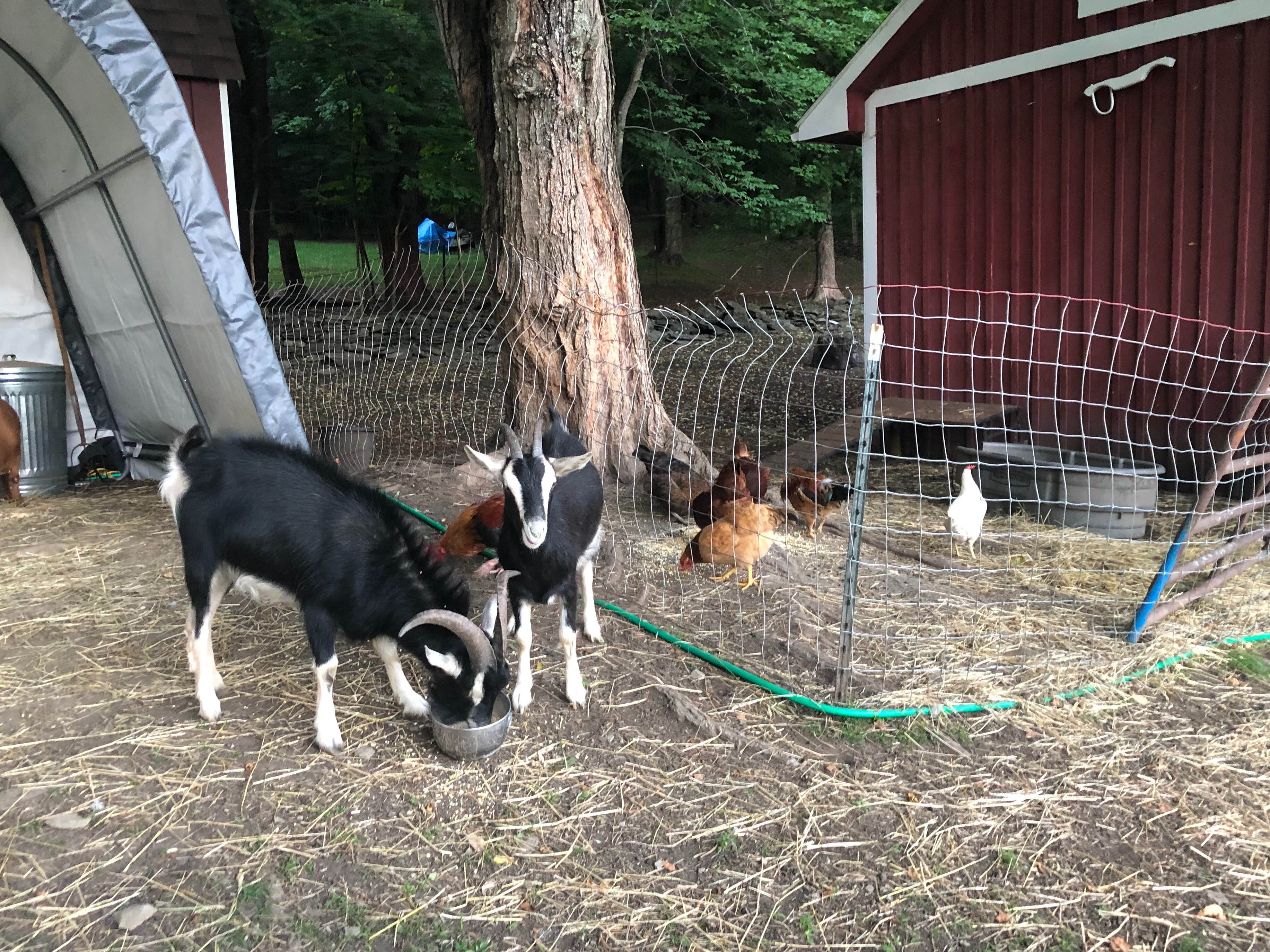 The Dyrt's photo of camping with pets at Little Farm in the Dell near Ridgefield, CT