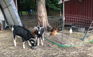 The Dyrt's photo of camping with pets at Little Farm in the Dell near Verbank, NY