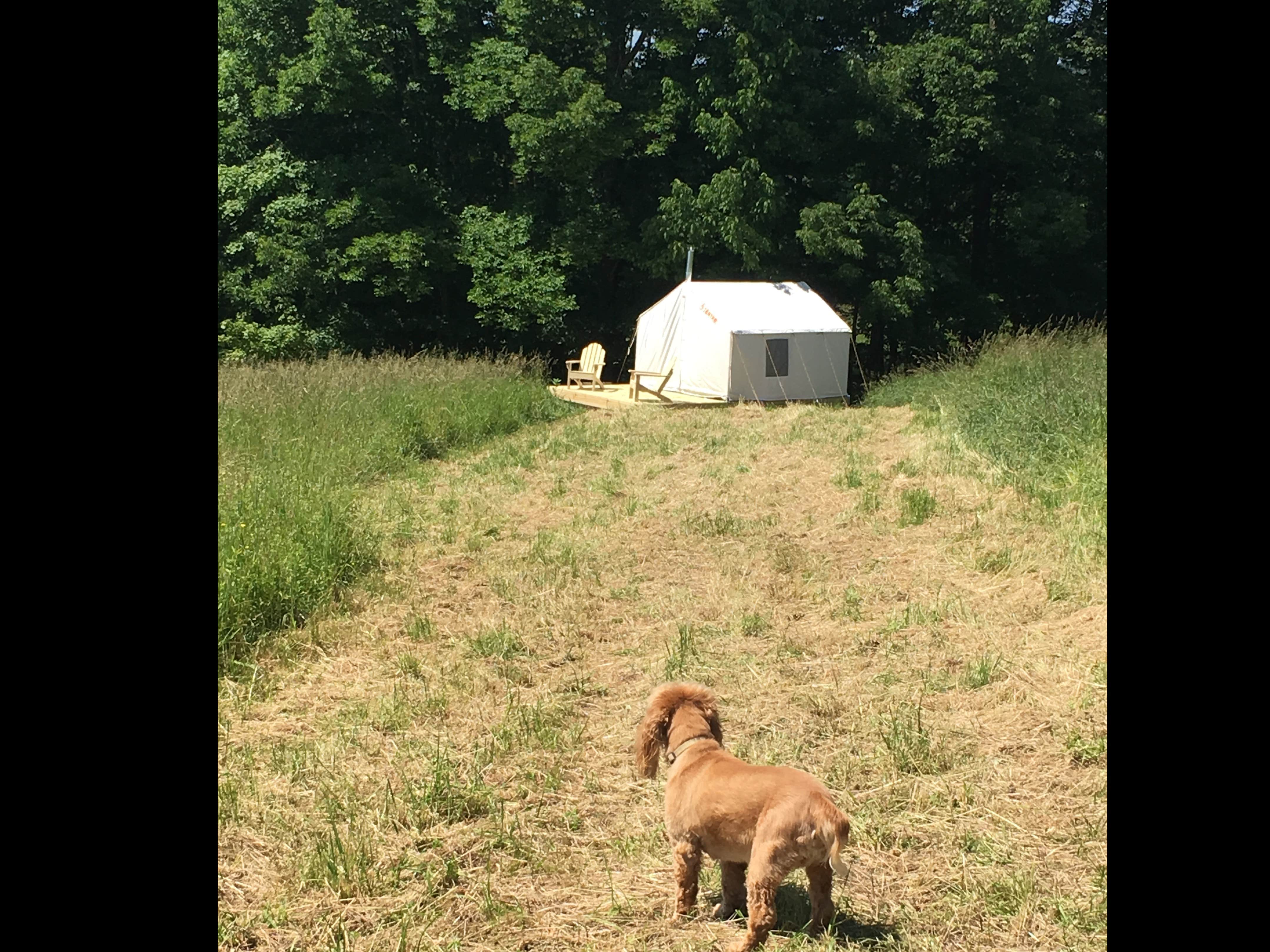 The Dyrt's photo of camping with pets at Mountain Bliss Campsite near Roscoe, NY