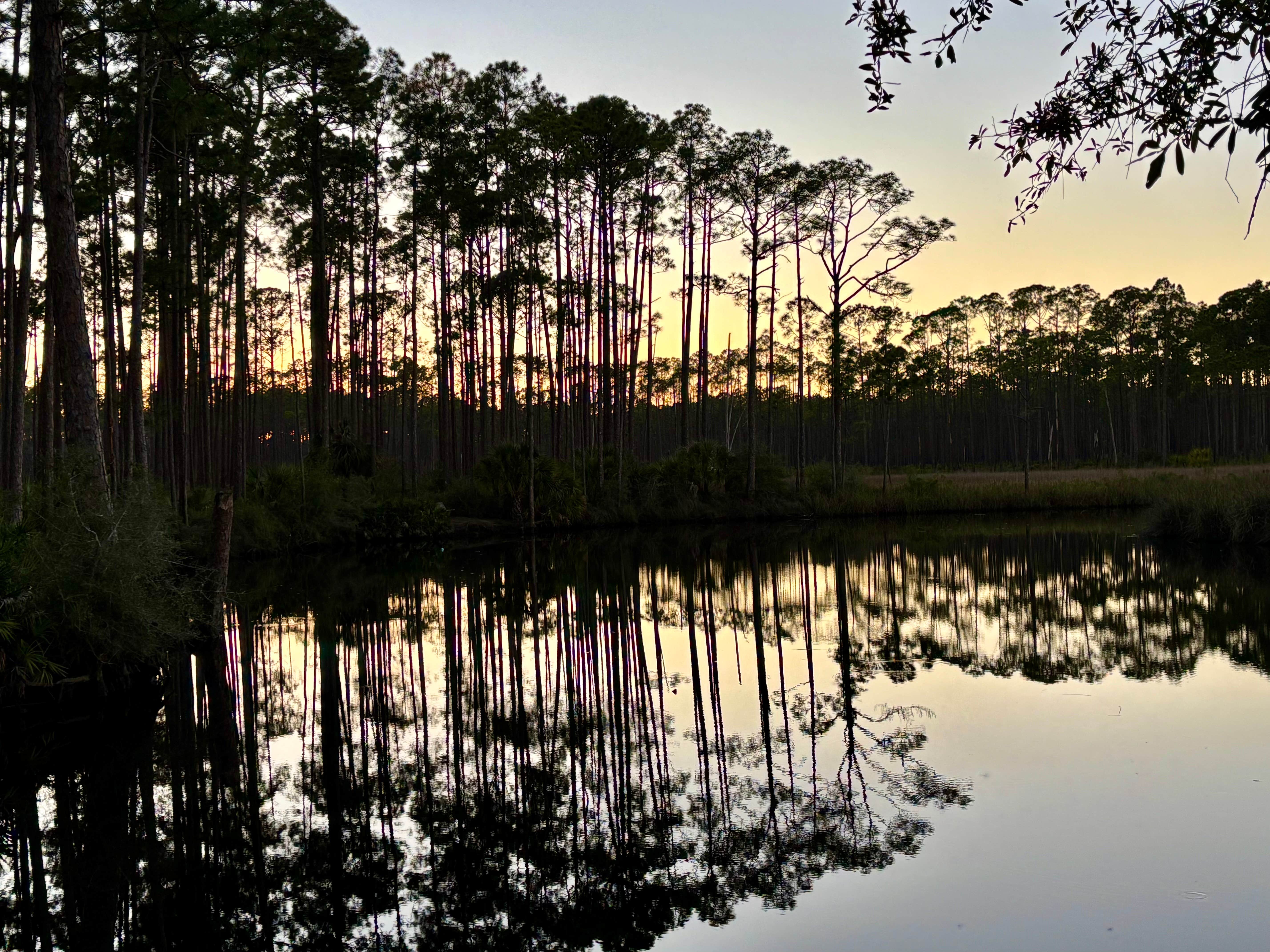 Camper submitted image from Tate's Hell State Forest - 1