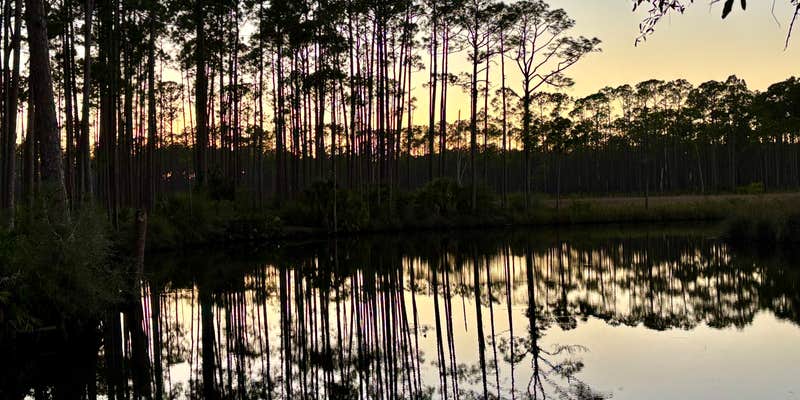 Camper submitted image from Tate's Hell State Forest