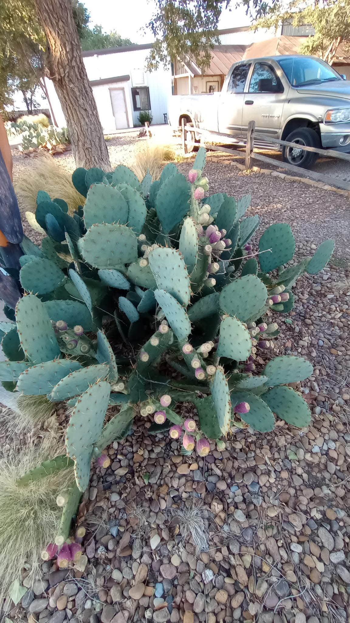 Camper-submitted photo at Fort Amarillo RV Resort near Canyon, TX
