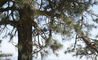 Dani P.'s photo of tent camping at Miranda Pine Campground near Los Alamos, CA