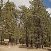 Review photo of Chula Vista Campground at Mt. Pinos by Dani P., July 12, 2019