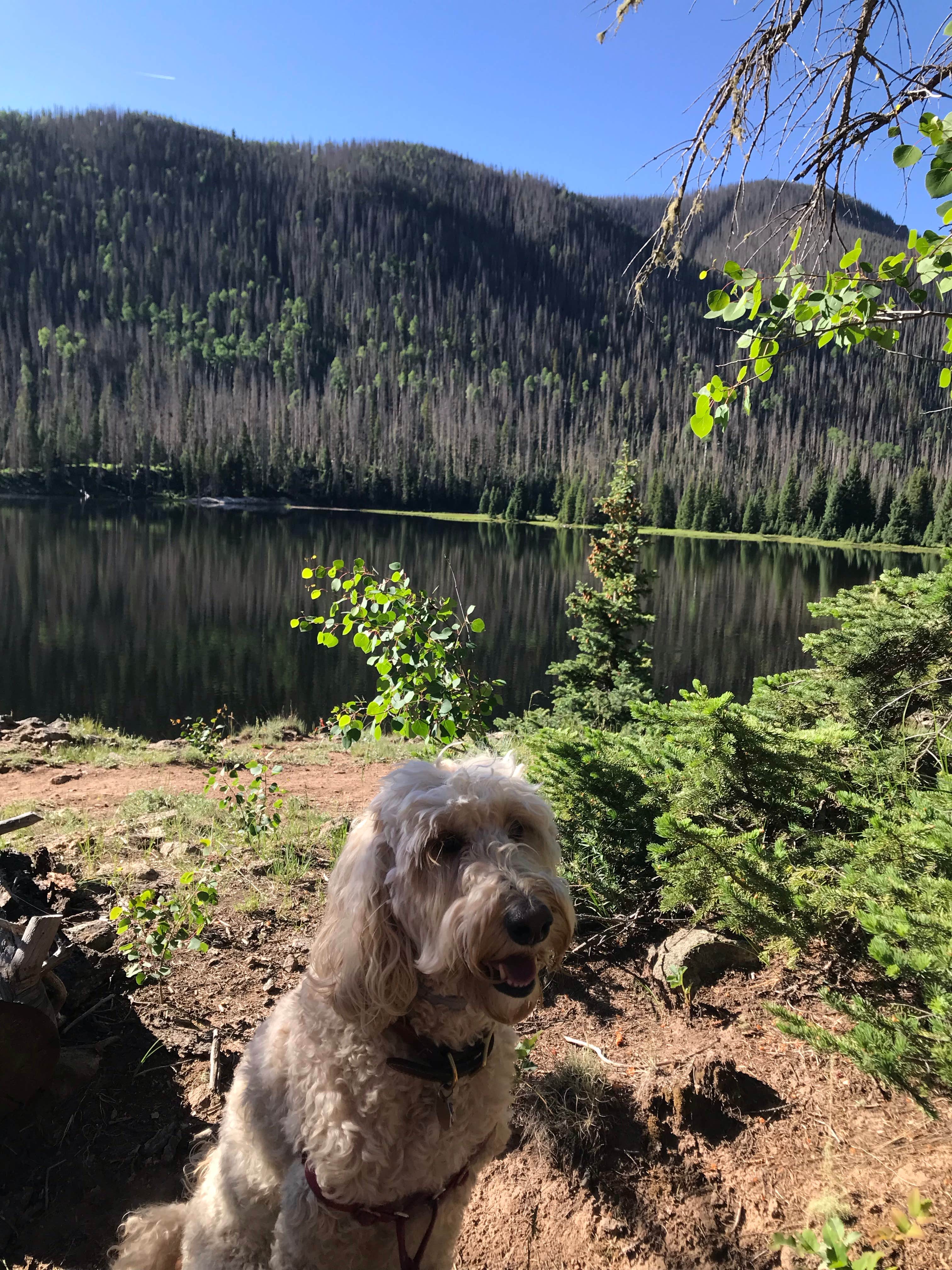 Rebeca H.'s photo of camping with pets at Big Meadows Reservoir Campground (south Central Co) near Pagosa Springs, CO