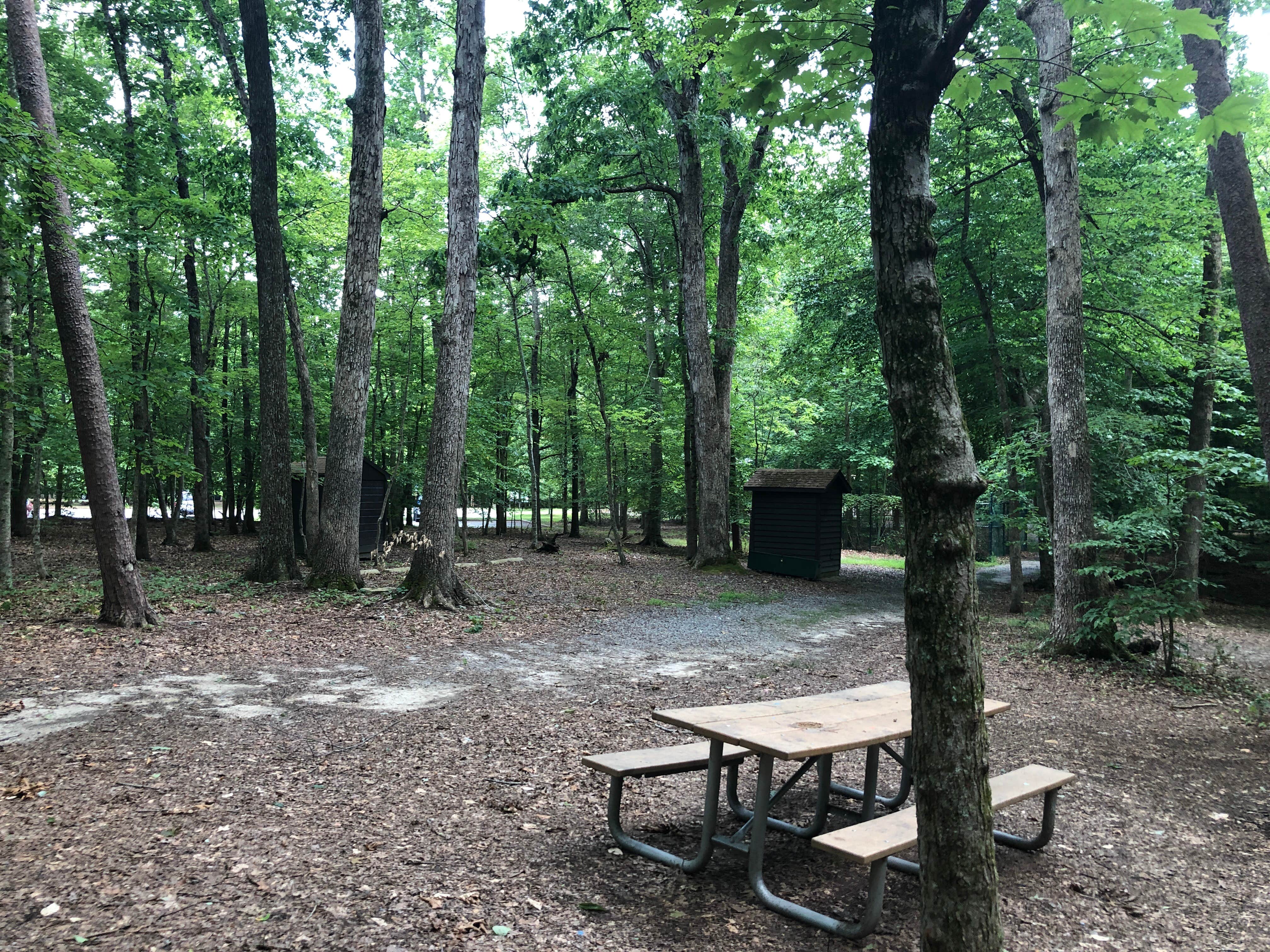 Camper submitted image from Turkey Run Ridge Group Campground — Prince William Forest Park - 4