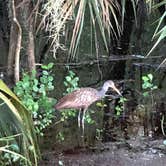 Review photo of Palmetto Ridge Campground — Myakka River State Park by Fitz Edward O., July 13, 2019