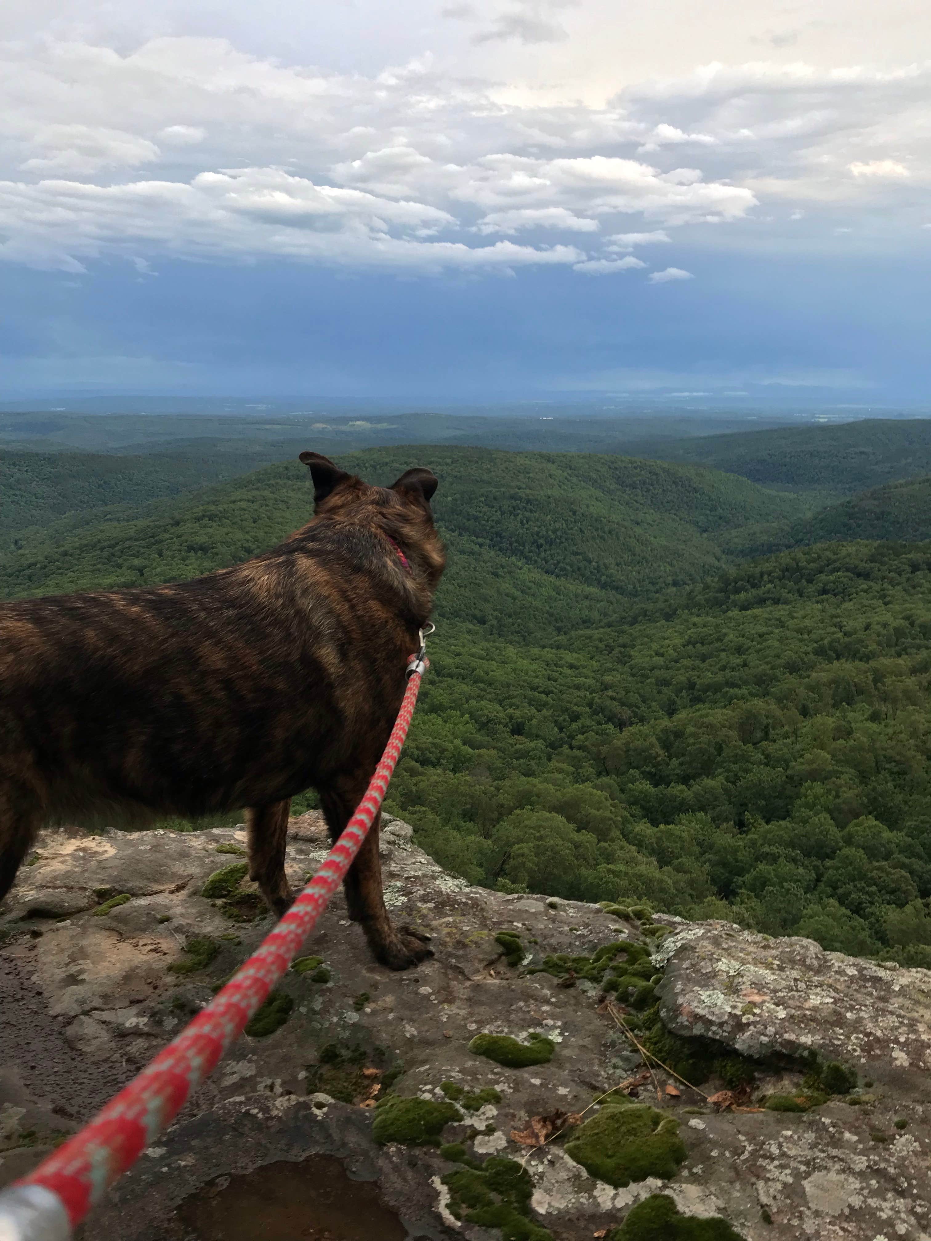 Lisa H.'s photo of camping with pets at White Rock Mountain Recreation Area near Ozark, AR
