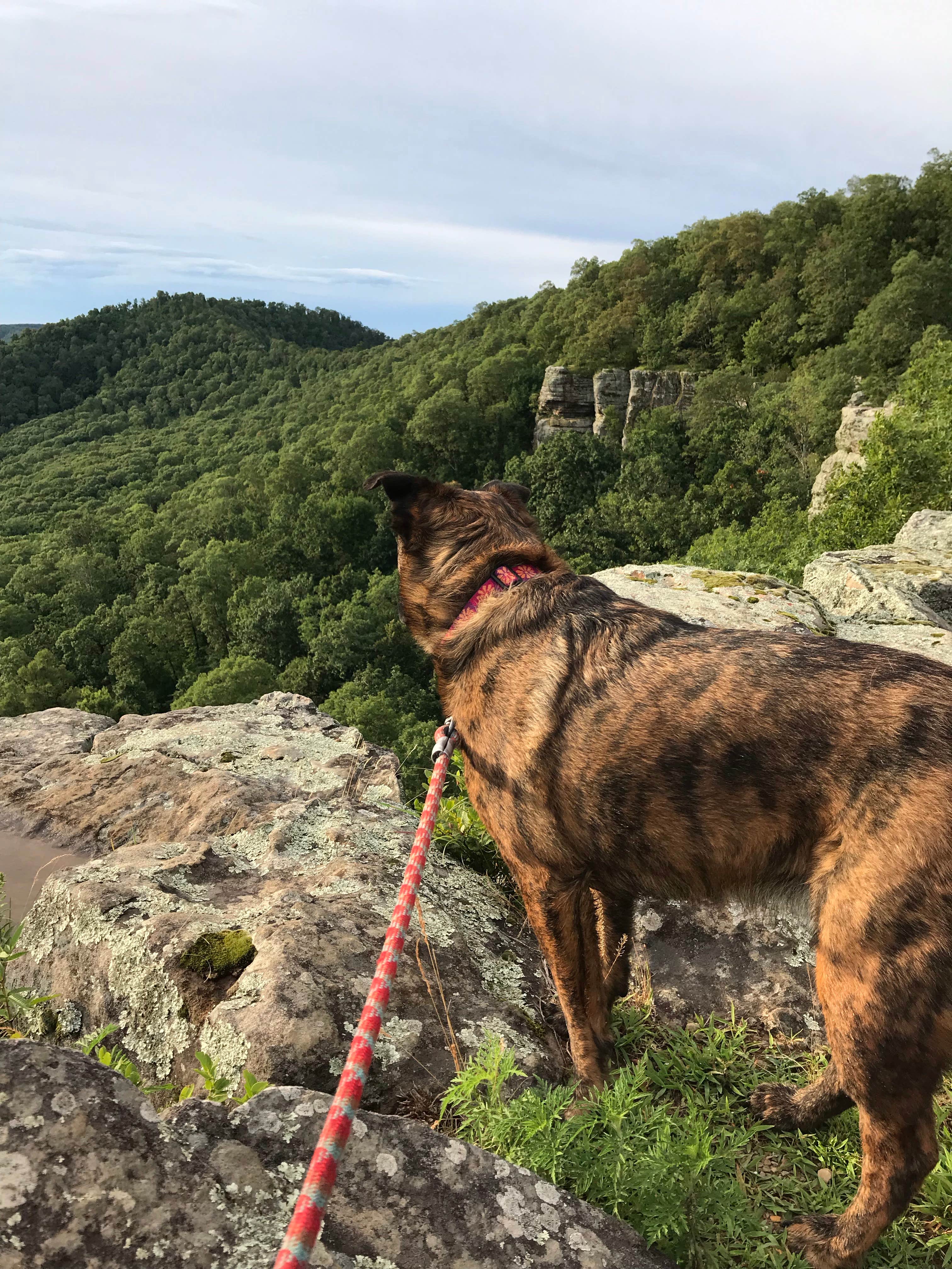 Lisa H.'s photo of camping with pets at White Rock Mountain Recreation Area near John Paul Hammerschmidt Lake