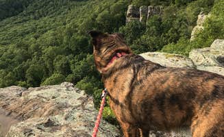 Lisa H.'s photo of camping with pets at White Rock Mountain Recreation Area near John Paul Hammerschmidt Lake