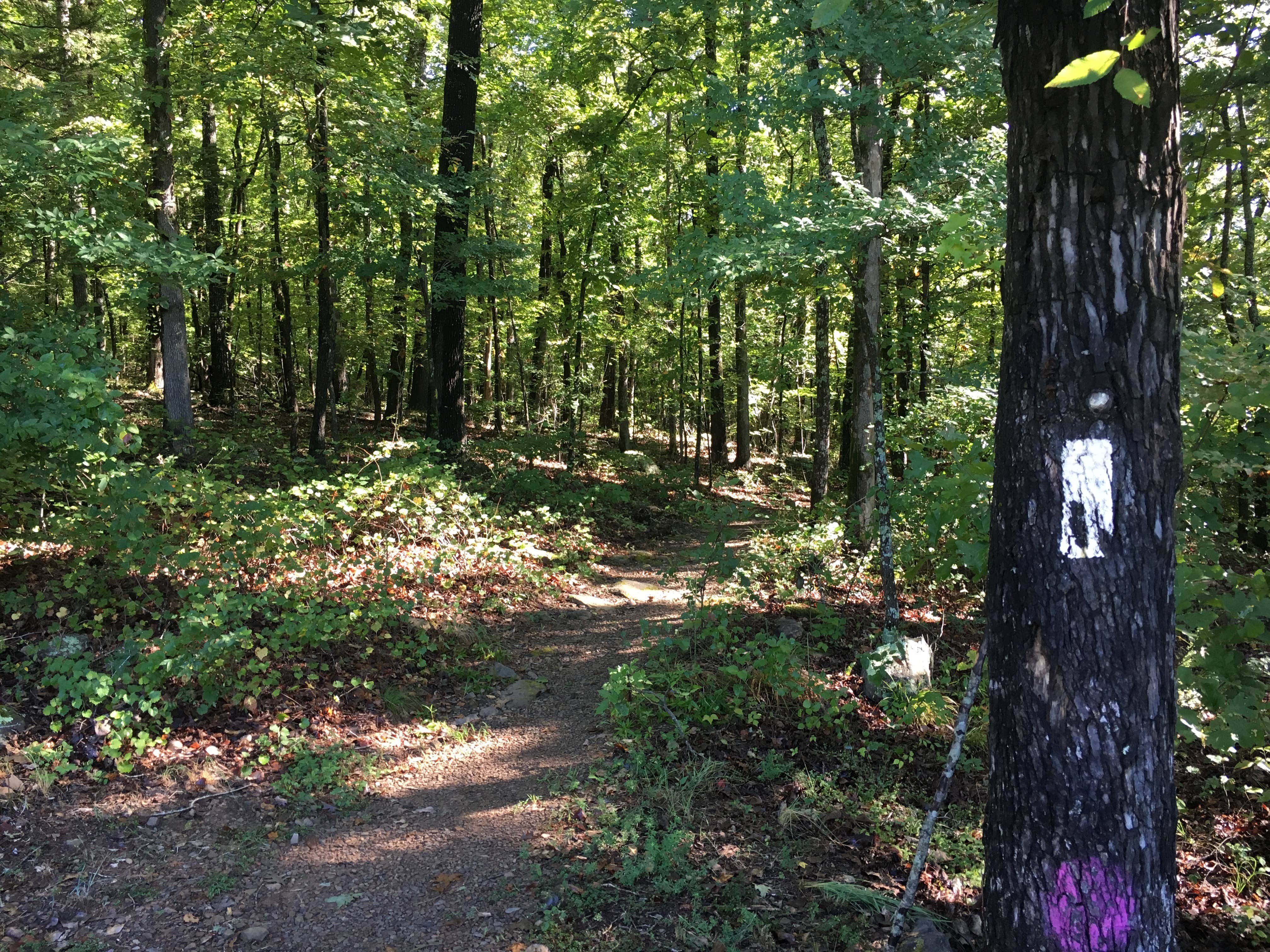 Camper submitted image from Lake Fort Smith State Park Campground - 2