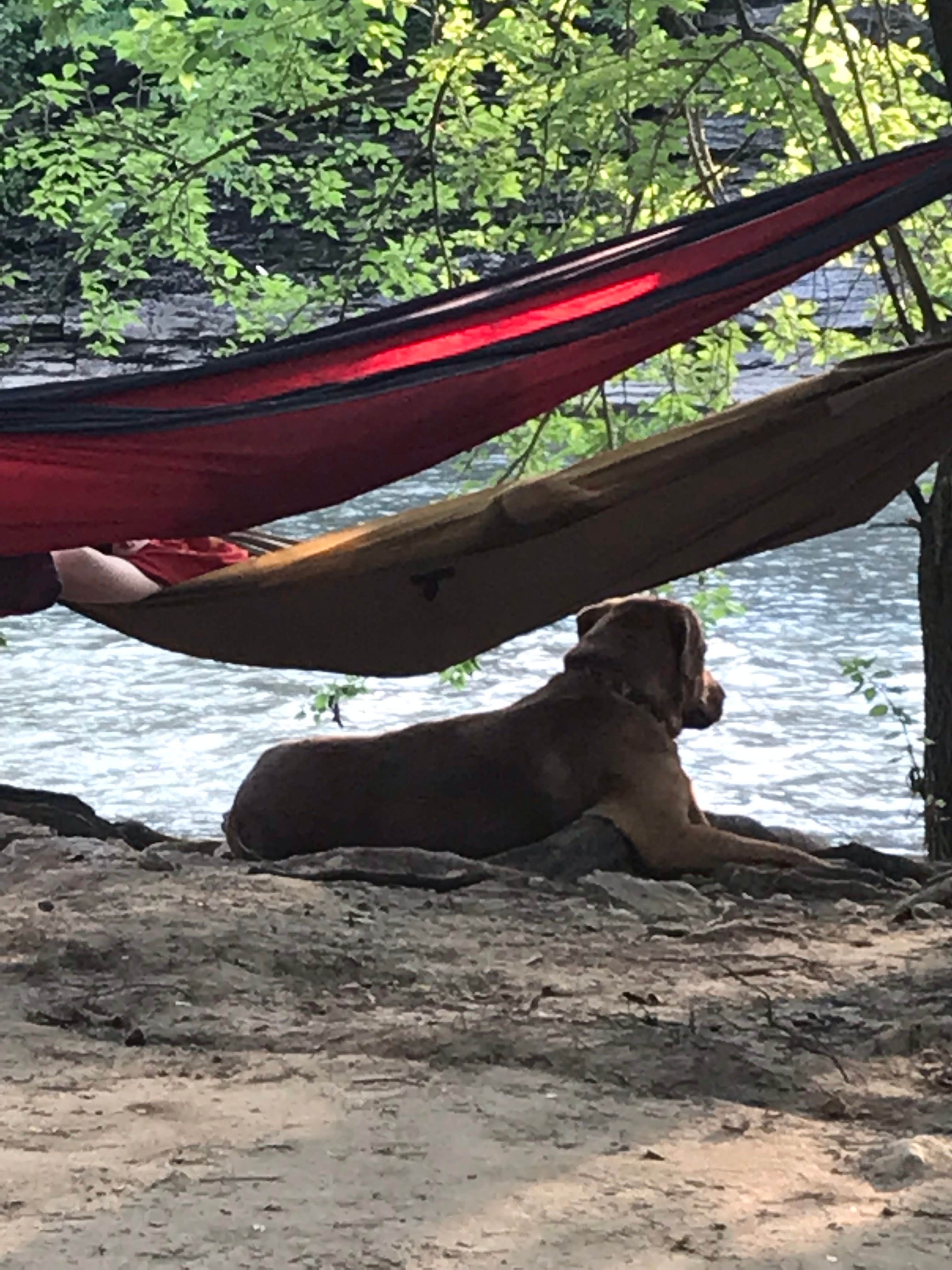 DevinandKalah H.'s photo of camping with pets at White Rock Park near Edinburgh, IN