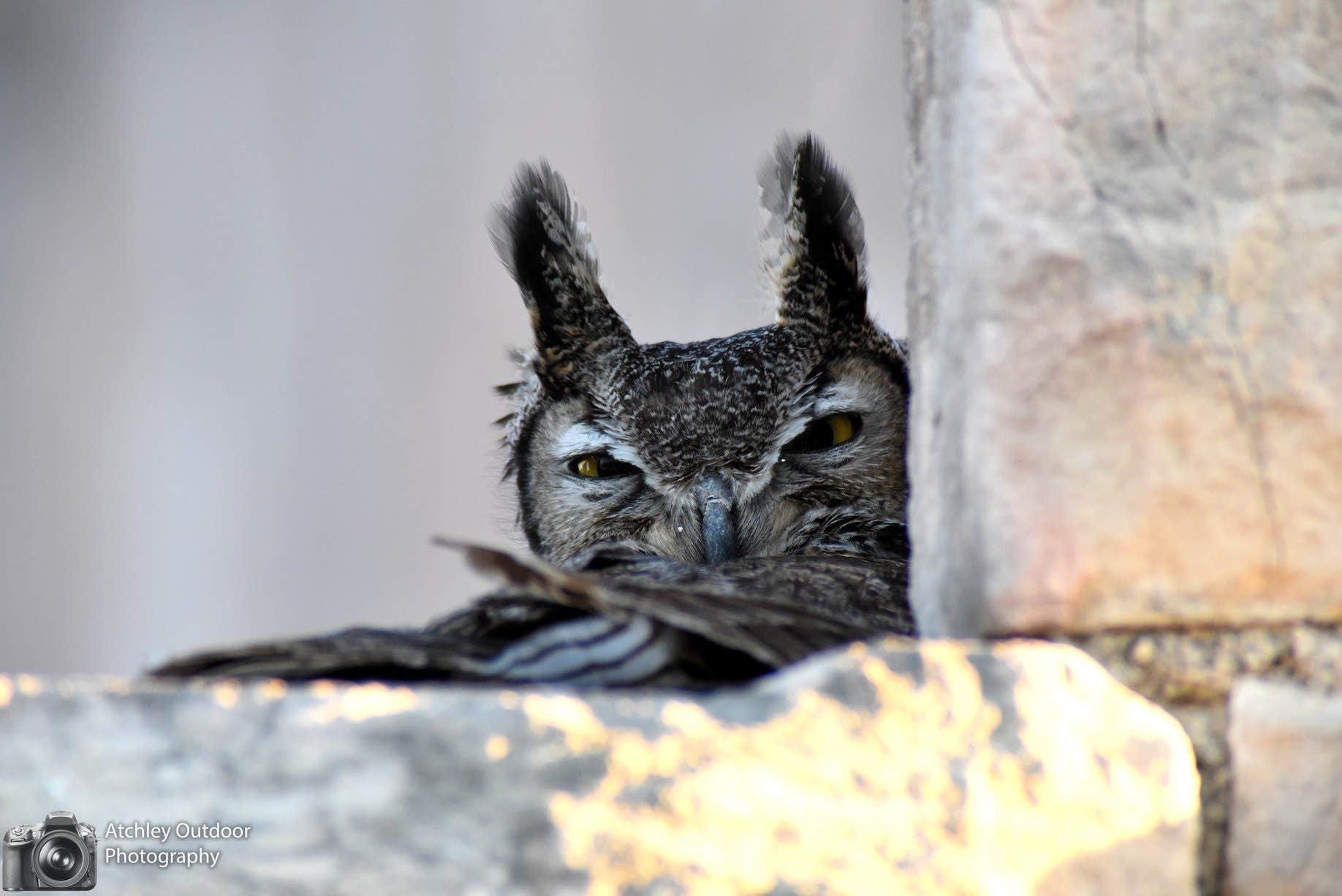 Charles A.'s photo of camping with pets at Monahans Sandhills State Park Campground near Kermit, TX