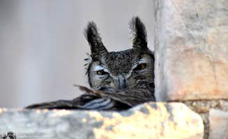Charles A.'s photo of camping with pets at Monahans Sandhills State Park Campground near Jal, NM