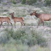 Review photo of Pine Top Wilderness Campground — Guadalupe Mountains National Park by Charles A., July 13, 2019