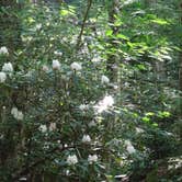 Review photo of Grandfather Mountain Campground by Kirsten J., July 14, 2019