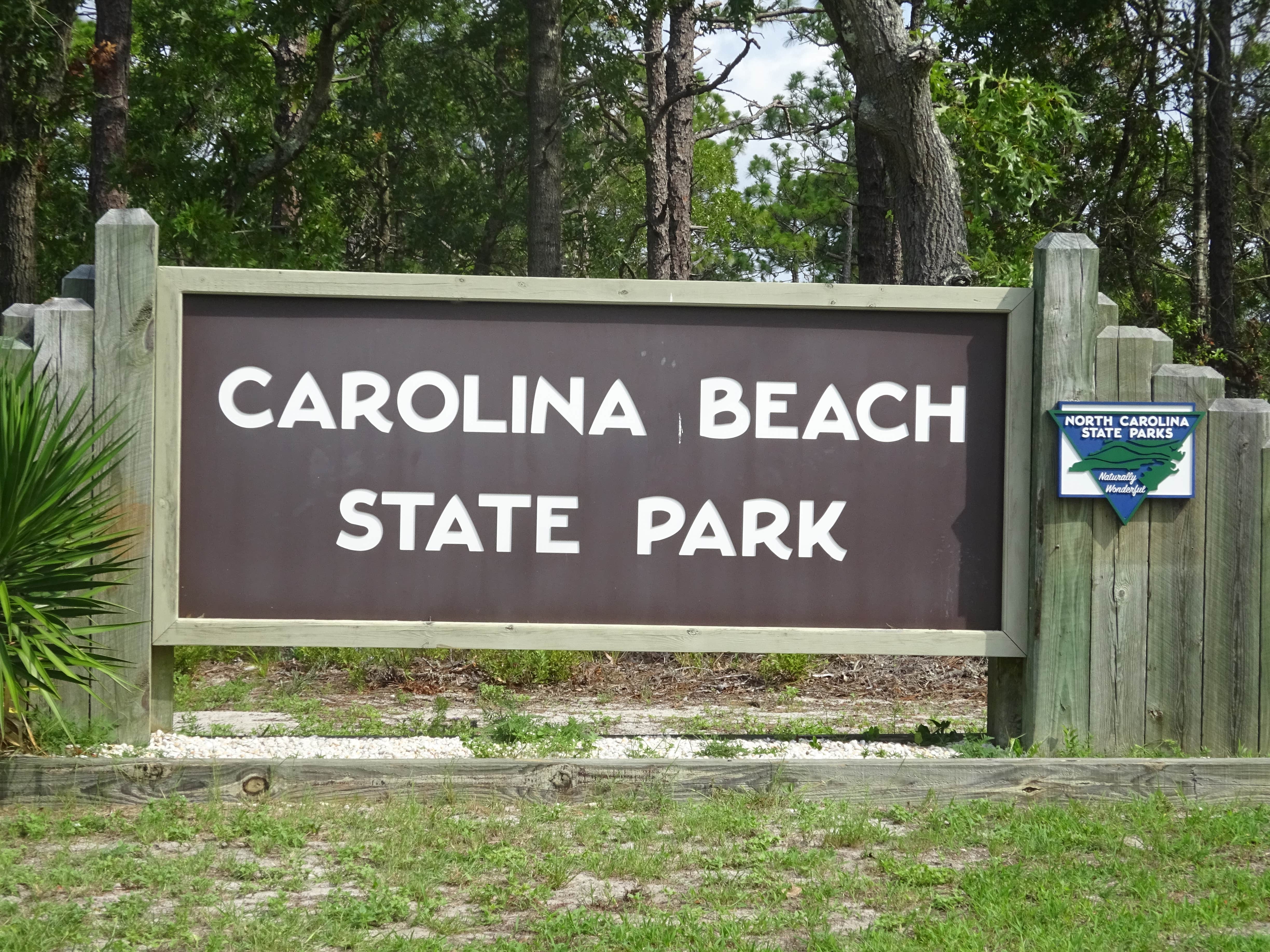 Camper submitted image from Carolina Beach State Park Campground - 5