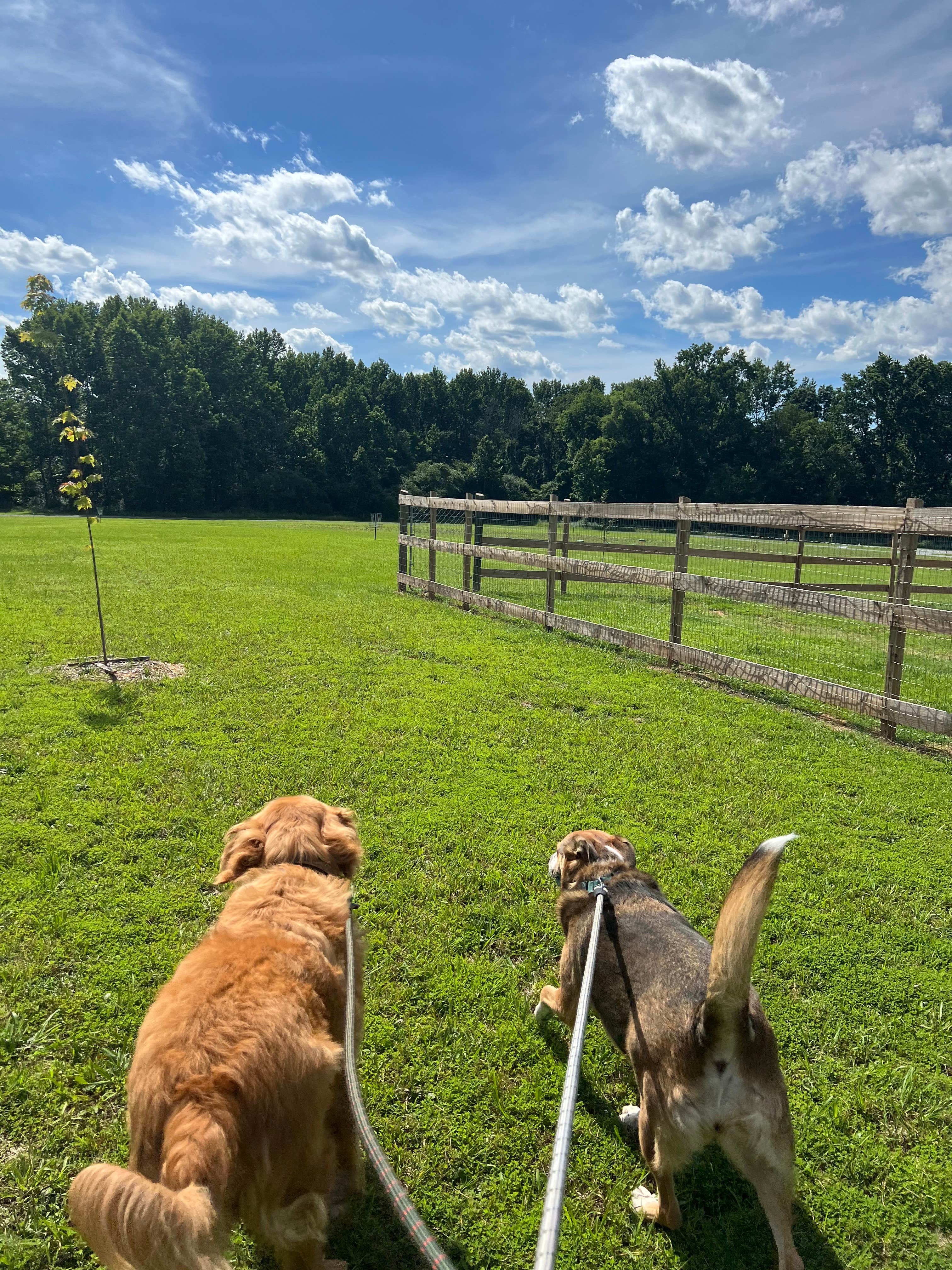 Bekah L.'s photo of camping with pets at Sweet Escape RV Resort near Cabot, AR