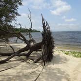 Review photo of Carolina Beach State Park Campground by Kirsten J., July 14, 2019