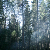 Review photo of Upper Pines Campground — Yosemite National Park by Dani P., July 14, 2019