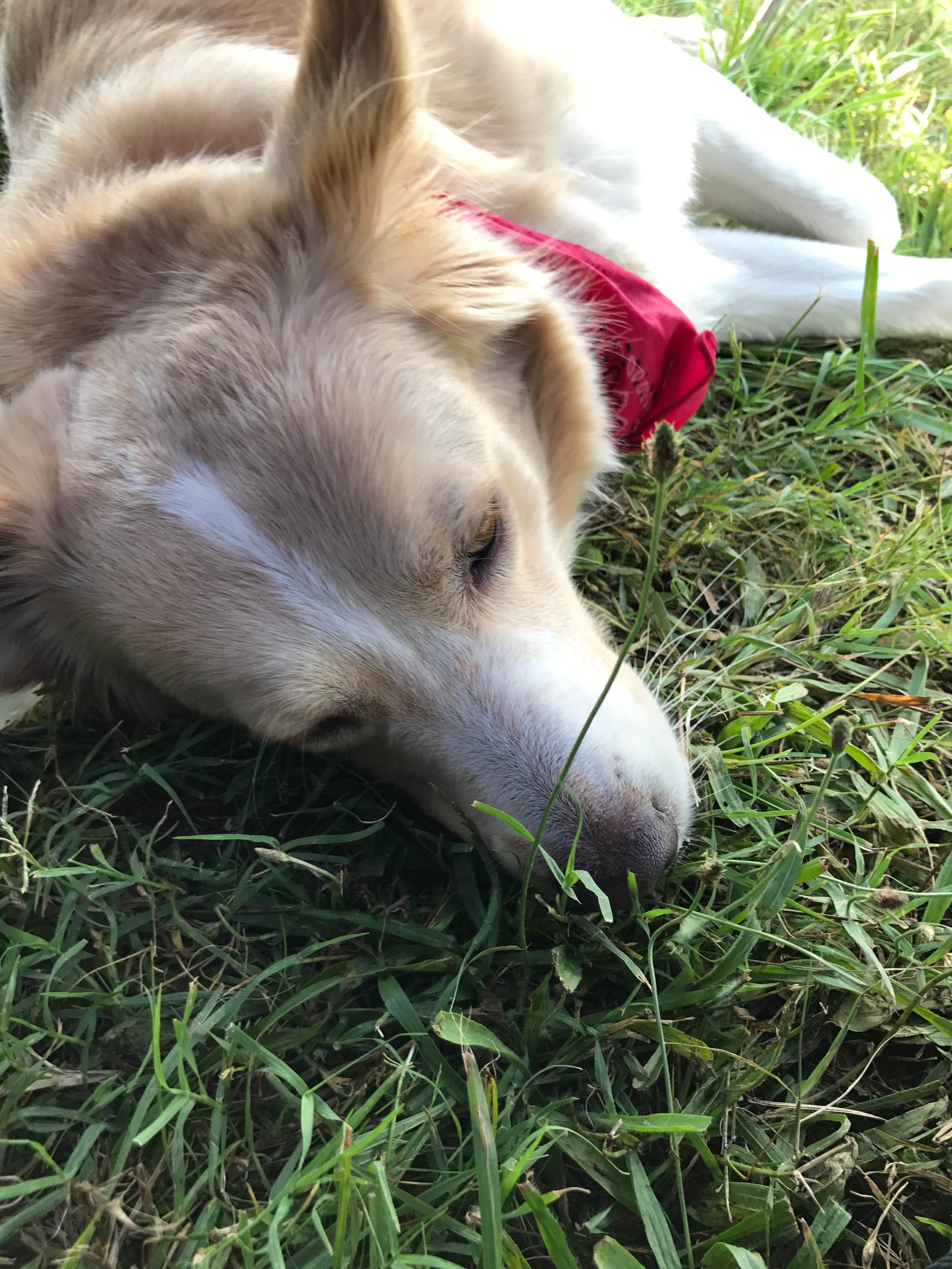 Tara N.'s photo of camping with pets at The Farm - Campground & Events near Eureka Springs, AR