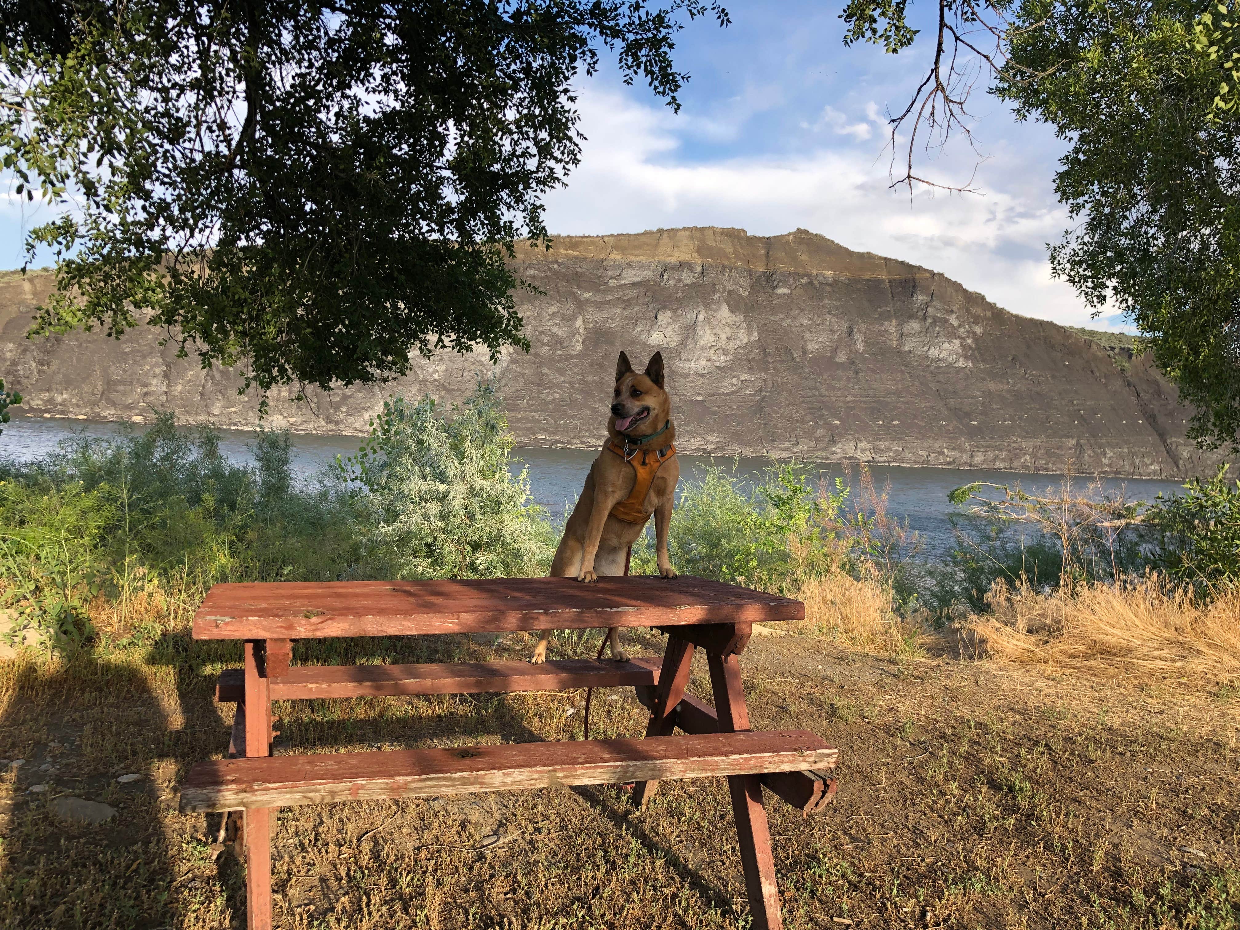 Art S.'s photo of camping with pets at Billings KOA Holiday near Billings, MT