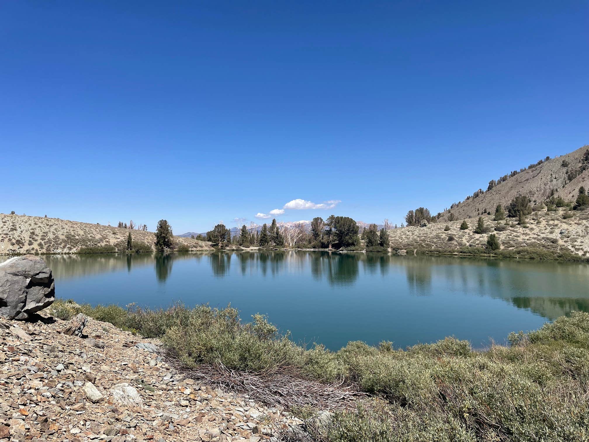 Camper-submitted photo at Obsidian Creek on Little Walker Road near Bridgeport, CA