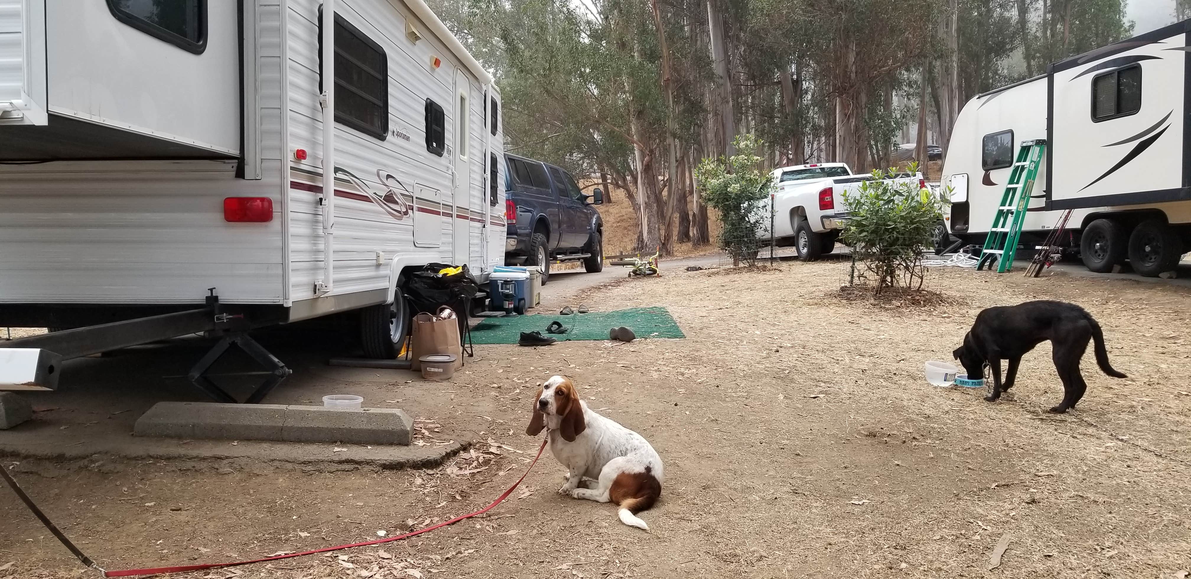 Stacie L.'s photo of camping with pets at Anthony Chabot Regional Park near El Cerrito, CA