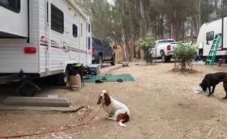 Stacie L.'s photo of camping with pets at Anthony Chabot Regional Park near Byron, CA