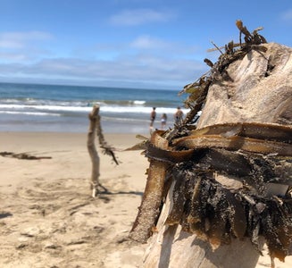 Camper-submitted photo from Oceano County Campground — Pismo State Beach