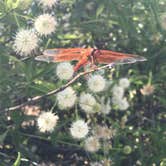 Review photo of COE New Hogan Lake Coyote Point Campground by Pamela  P., July 14, 2019