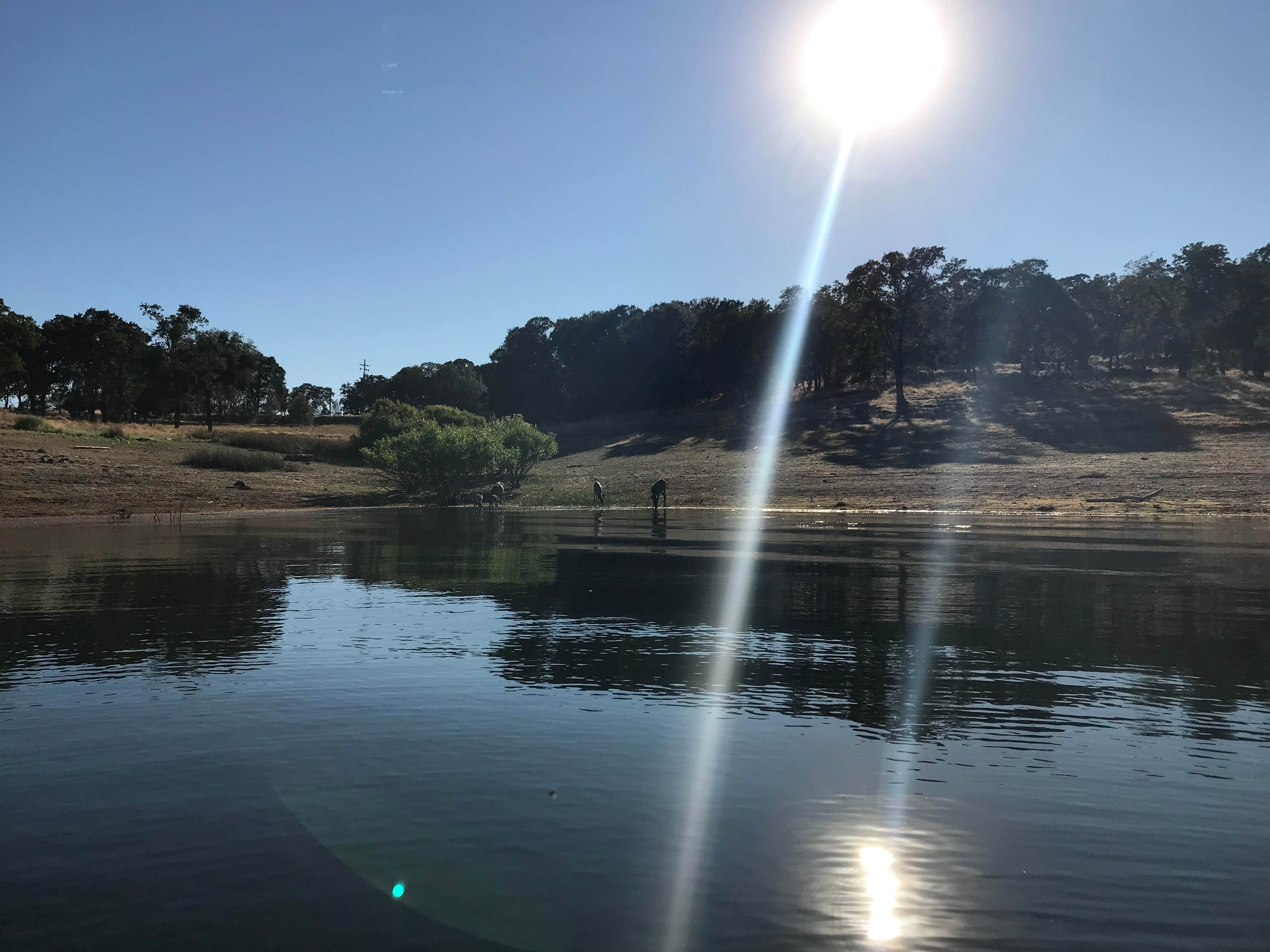 Camper-submitted photo at COE New Hogan Lake Coyote Point Campground near New Hogan Lake