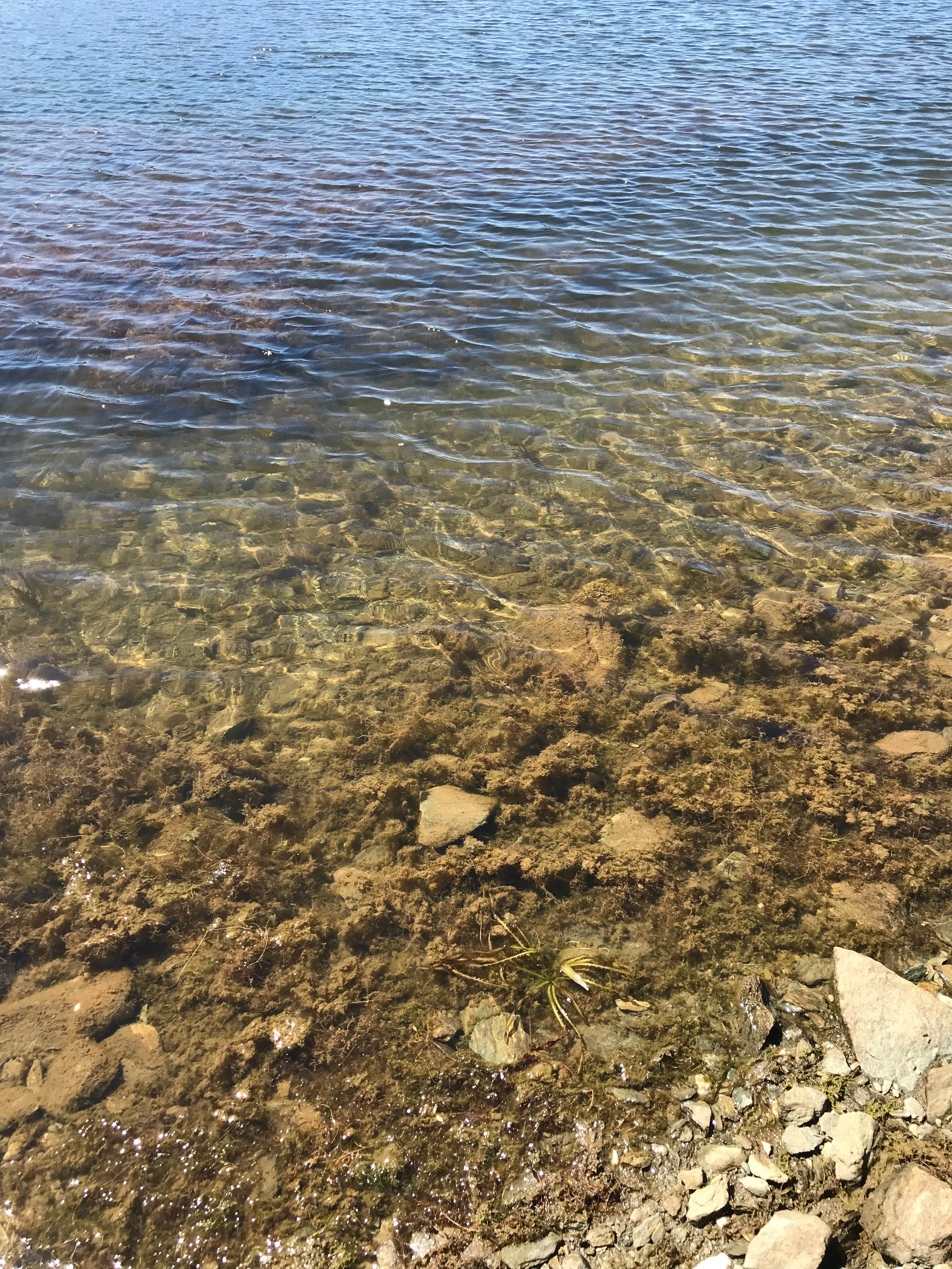 Camping near Pardee Reservoir Recreation Area: COE New Hogan Lake Coyote Point Campground, Valley Springs, California