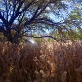 Review photo of Blair Valley Primitive Campground — Anza-Borrego Desert State Park by Chris O., July 14, 2019