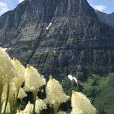 Review photo of Fish Creek Campground — Glacier National Park by Stacia R., July 14, 2019