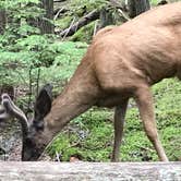 Review photo of Fish Creek Campground — Glacier National Park by Stacia R., July 14, 2019