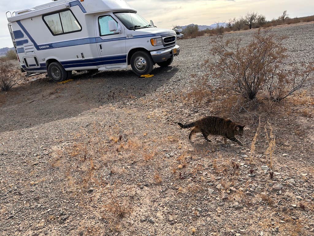 Kathy B.'s photo of camping with pets at Joshua Tree South Dispersed Camping near Niland, CA