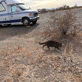 Review photo of Joshua Tree South Dispersed Camping by Kathy B., March 27, 2025