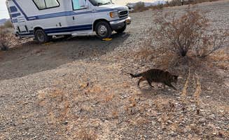 Kathy B.'s photo of camping with pets at Joshua Tree South Dispersed Camping near Niland, CA