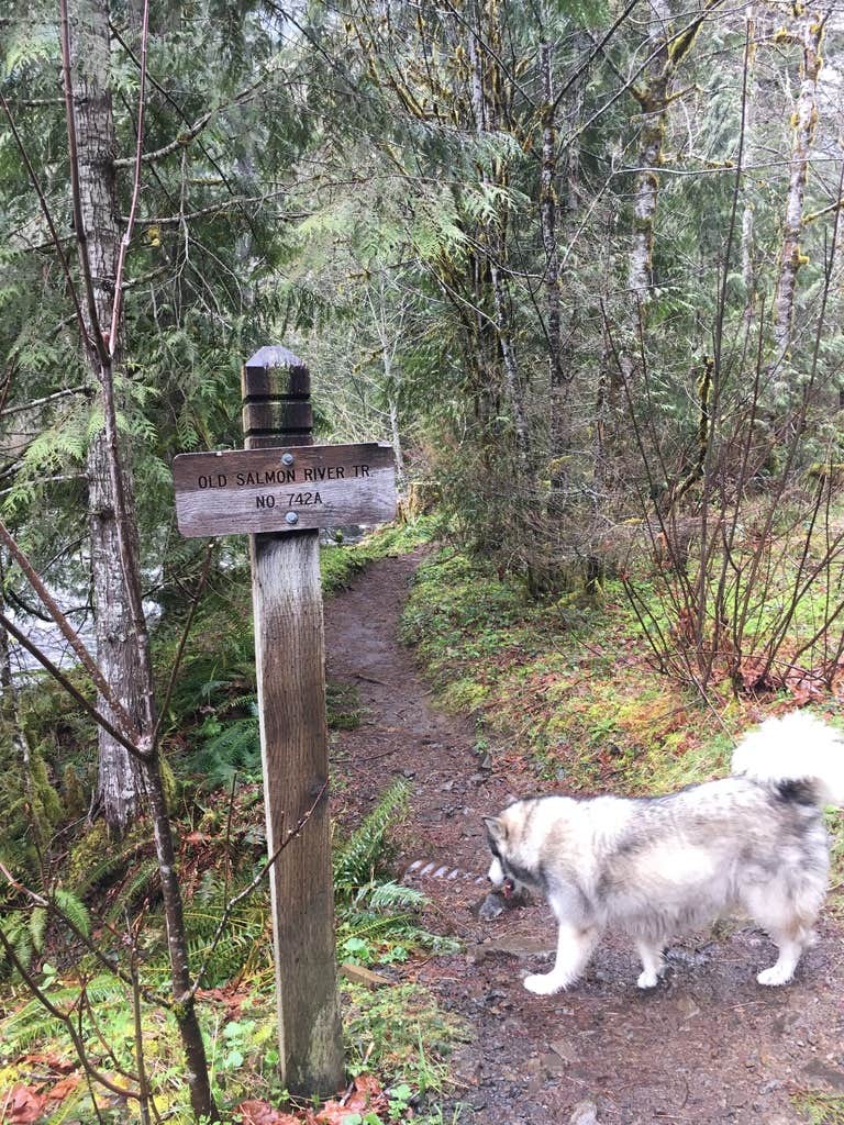 Kathy B.'s photo of camping with pets at Green Canyon near Rhododendron, OR